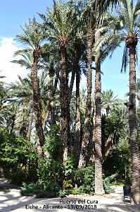 19 ELCHE HUERTO DEL CURA (38)